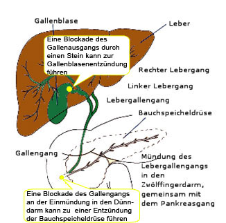 Gallenwege