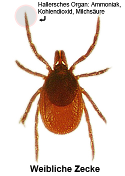 ixodes