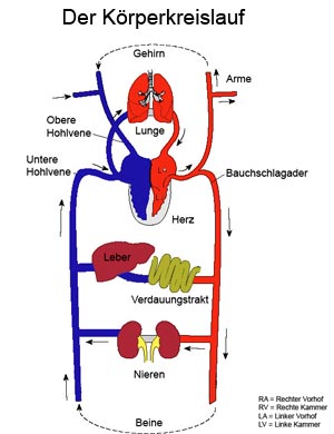 kreislauf-klein