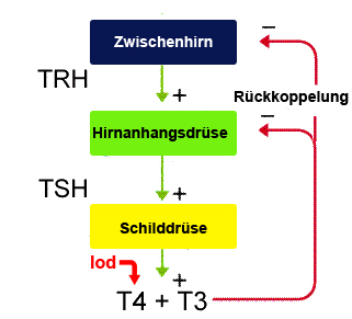 schild_3
