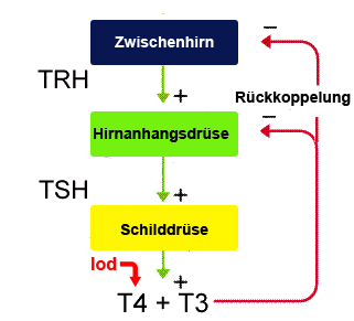 schild_3