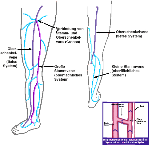 schaubild-venenverteilung
